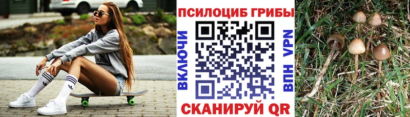 Псилоцибиновые грибы Cubensis  OMG как зайти  Сухой Лог 